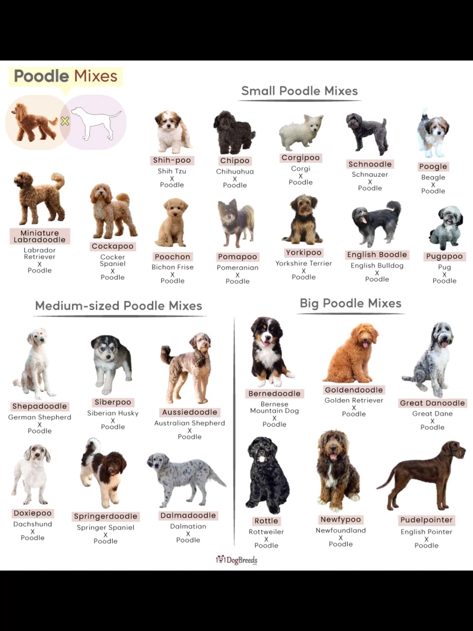 Pt 1! Doodle breeds