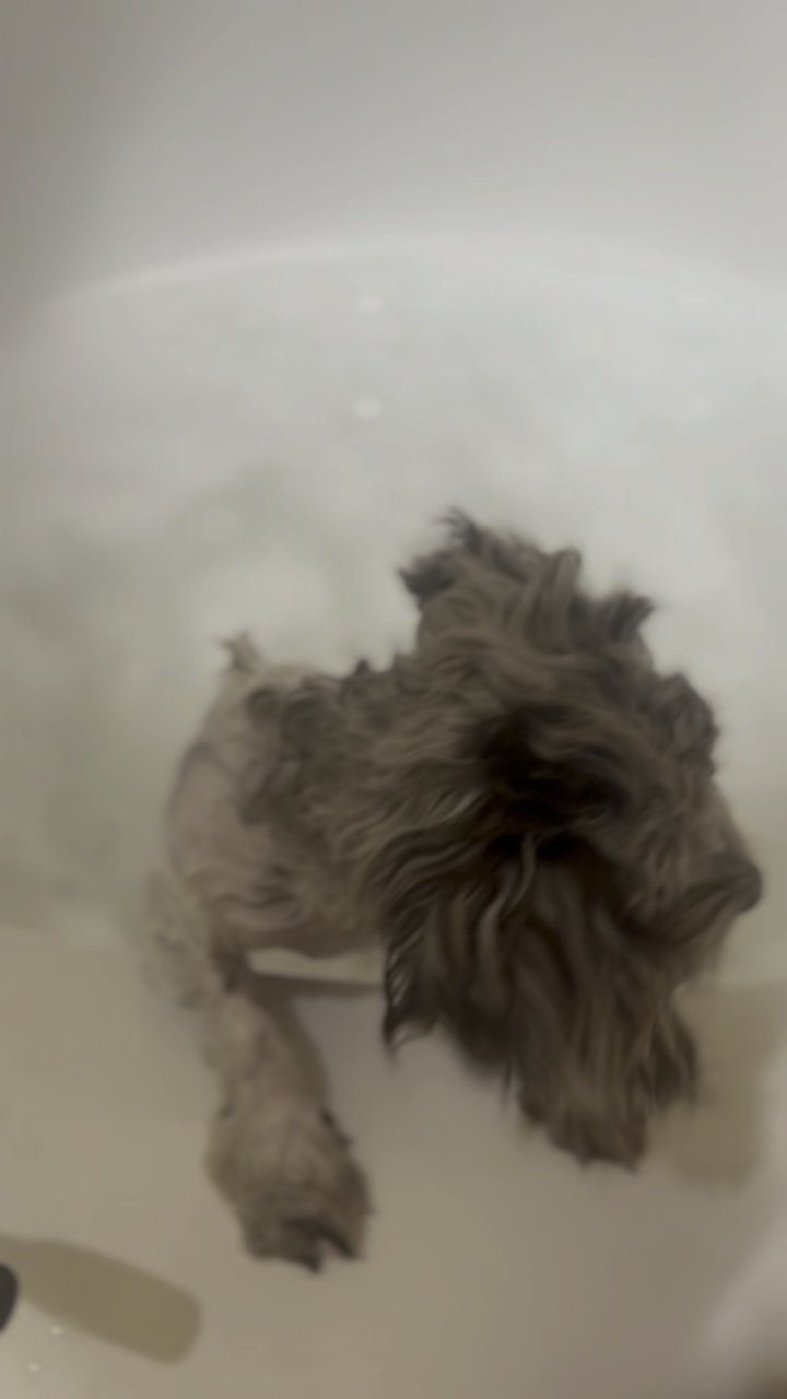 Tubby Time! 🛁🧼🐾