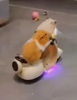 hamster vroom vroom