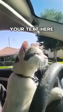 Cat Driving a Car 