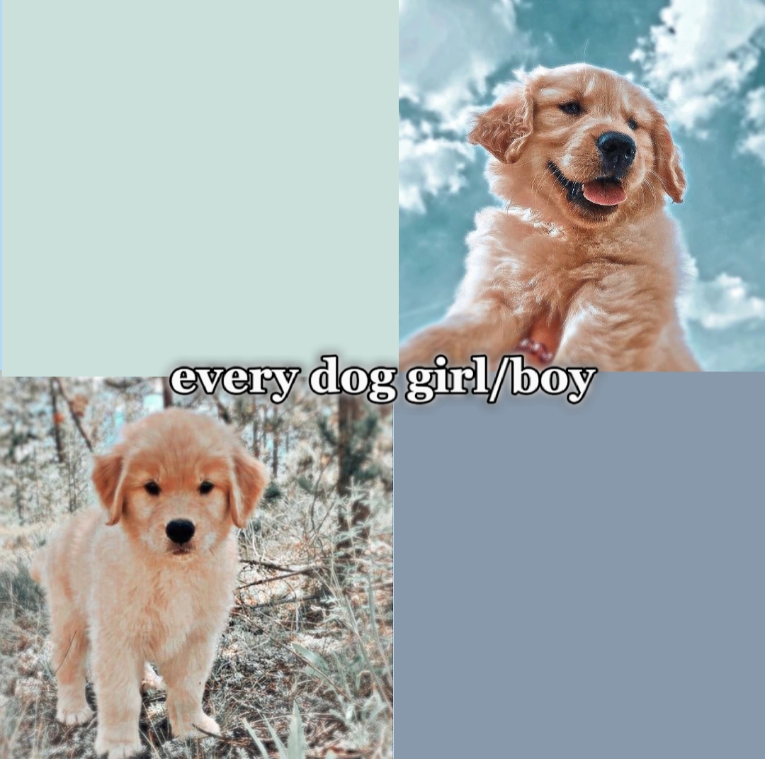 dog and cat version