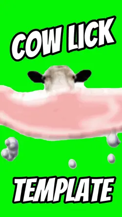 Cow Lick 