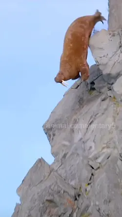 Walrus Falling