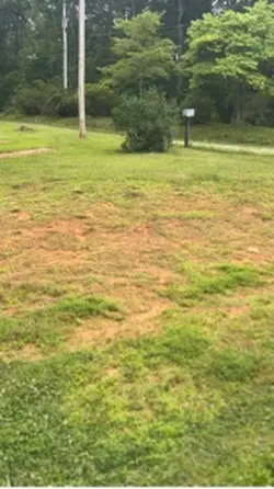 Swarming Bees