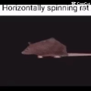Spinning rat 