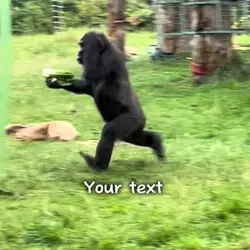 Gorillas runnin meme