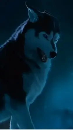 Sigma wolf