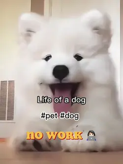 Life of a dog