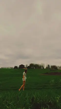 Dandelions