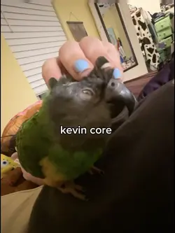 kevin core 🫶