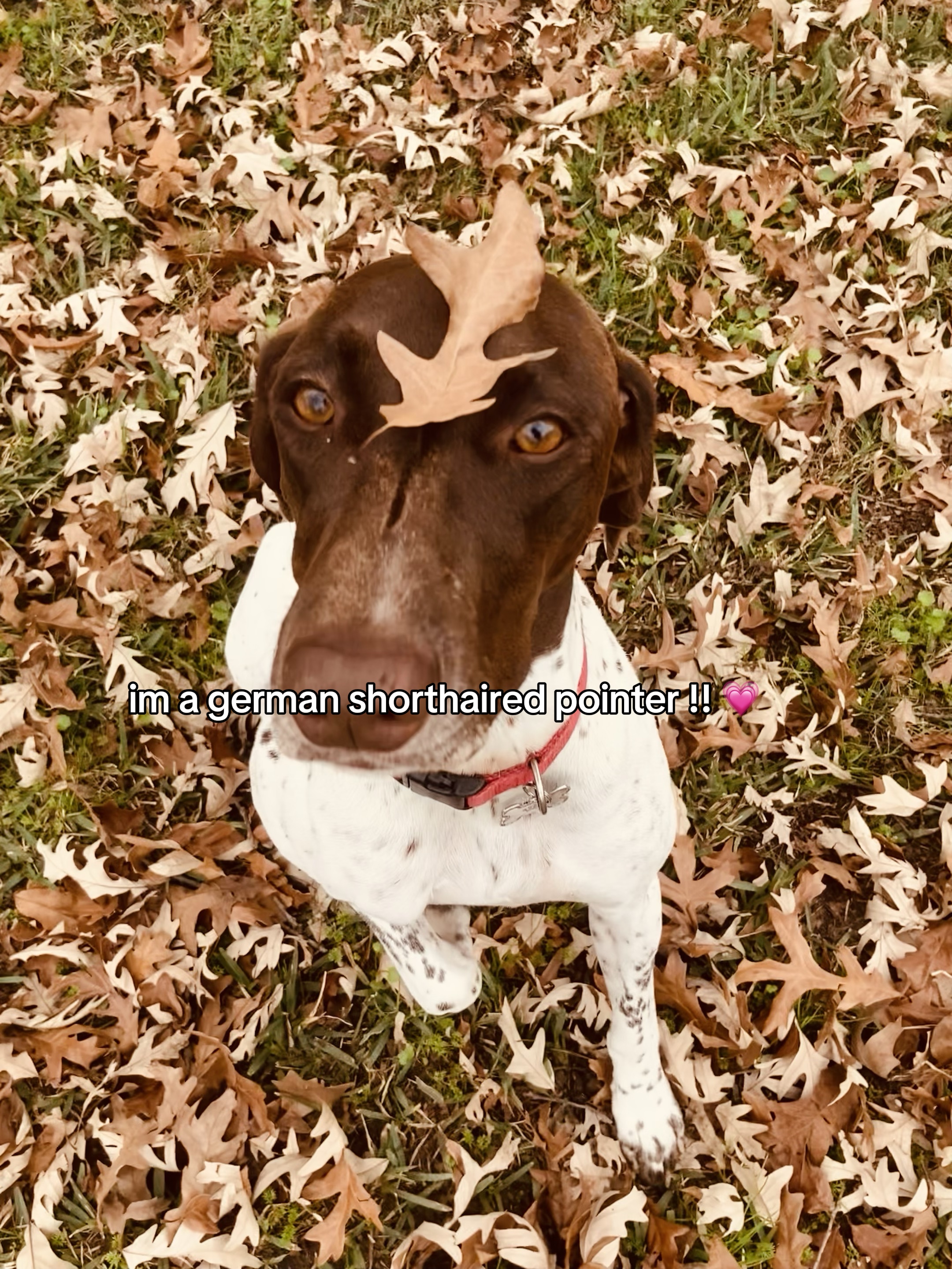 Hundeschablone