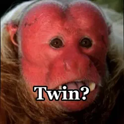 Bald monkey twin