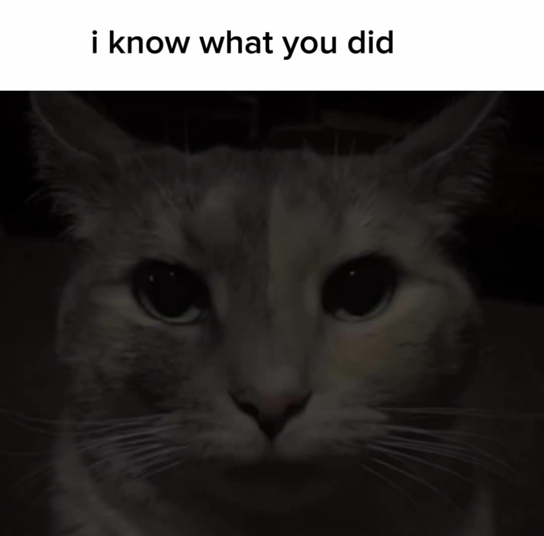 Cat stare