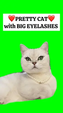 CAT WITH BIG EYELASH