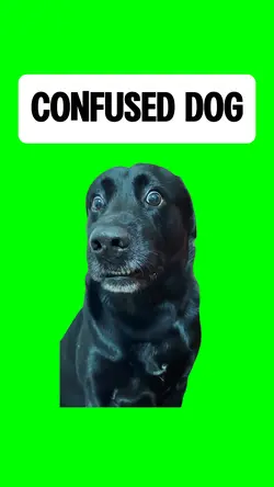 CONFUSED DOG