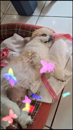 Shihtzu nanando