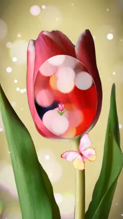 Tulipán