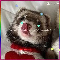 ~•Ferrets•~