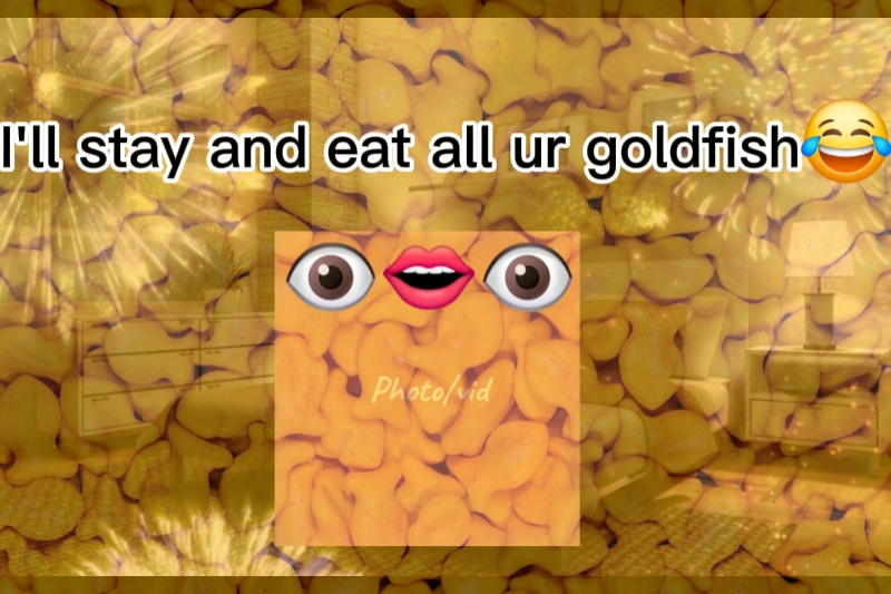 金鱼