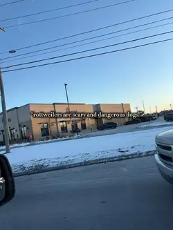 i ❤️ rottweilers