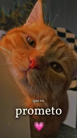 GATO/gatinho lindo🐱❤️