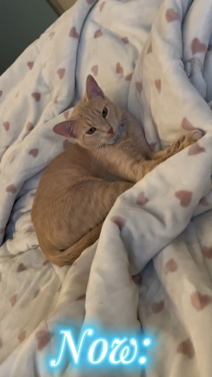 Mis Gatos