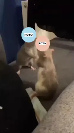 arreia ratos 