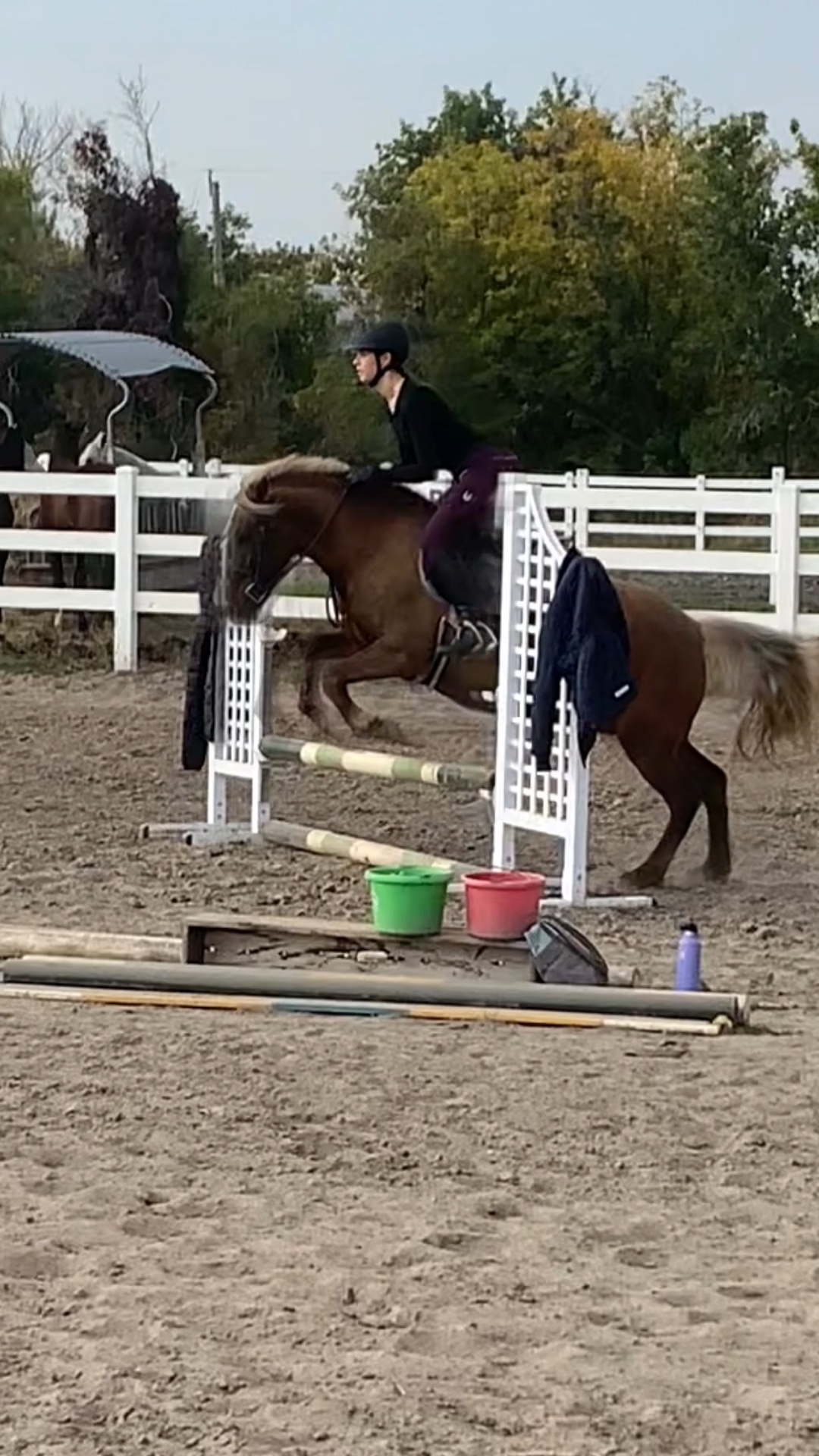 This pony 😻🔥 