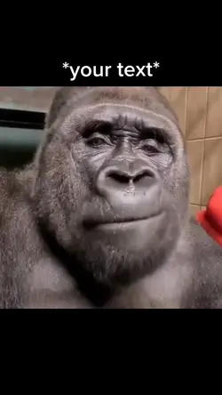 Gorilla eating meme