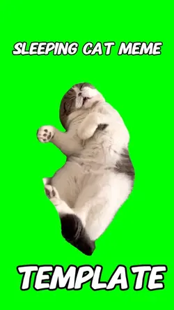 Sleeping Cat Meme