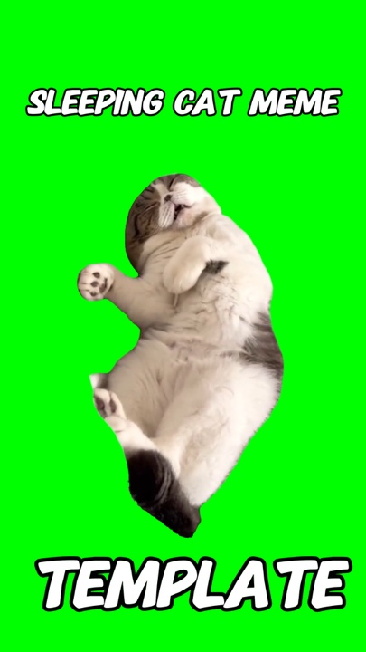 Sleeping Cat Meme