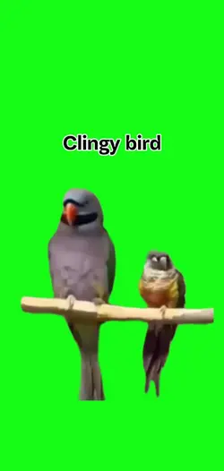 Clingy Bird