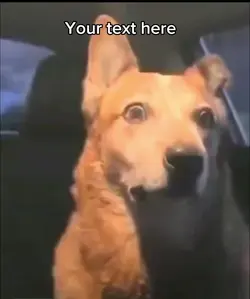 Funny dog meme