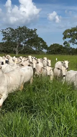 segue nois aí