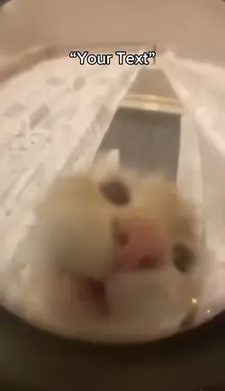 Cat Mwew