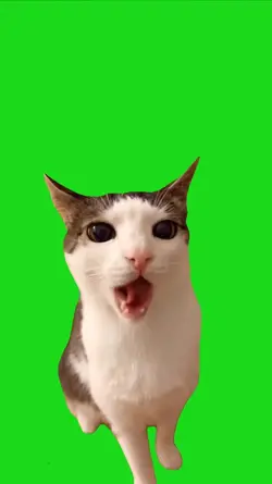 cat eating crunchy 