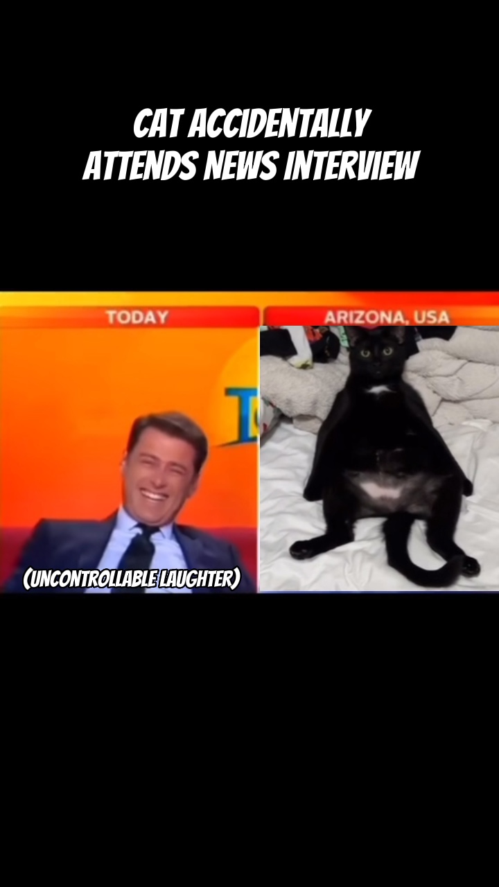 Look At That Cat