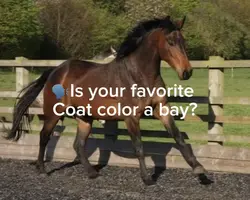 My fav coat colors❤️