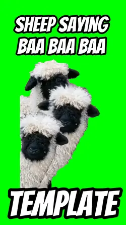 Sheep saying baa baa