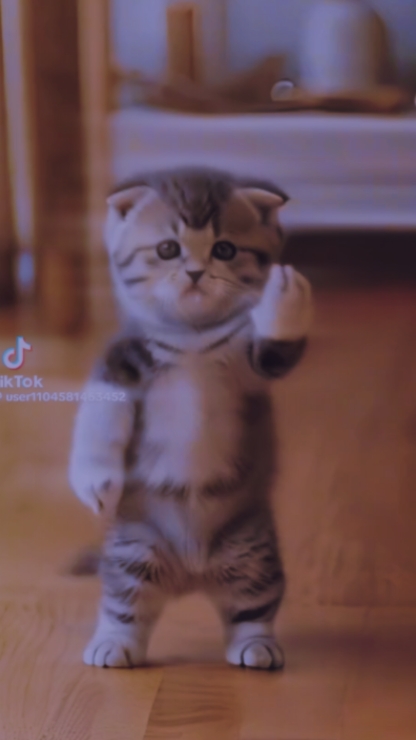 Cat dancing 