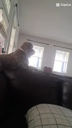 i miss scout