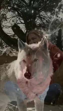 Wolf howl x 1pic