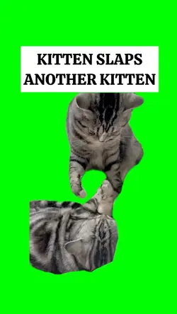 KITTEN SLAPS KITTE