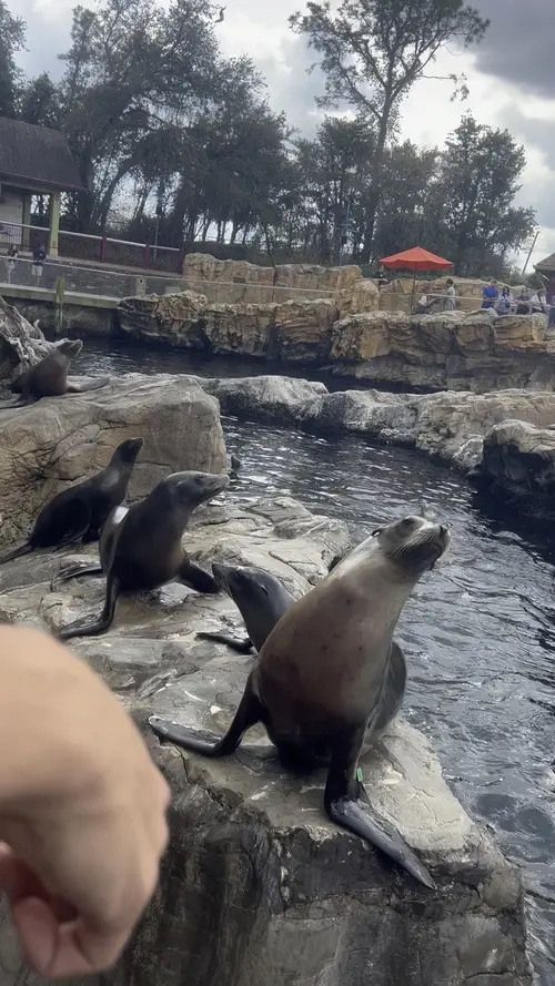 sea lions❤️