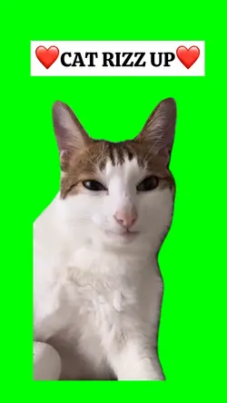 CAT RIZZ UP