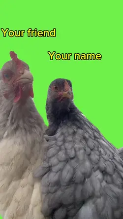 Chicken 