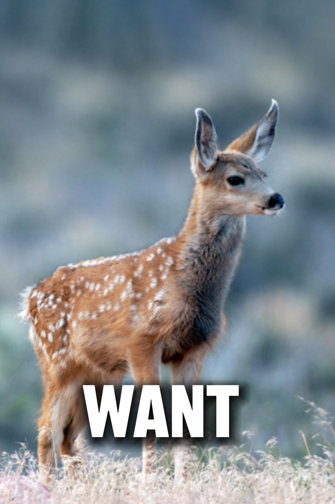 I want your daddy 