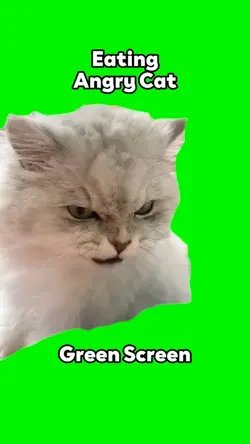 Eating Angry Cat
