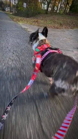 cart doggo