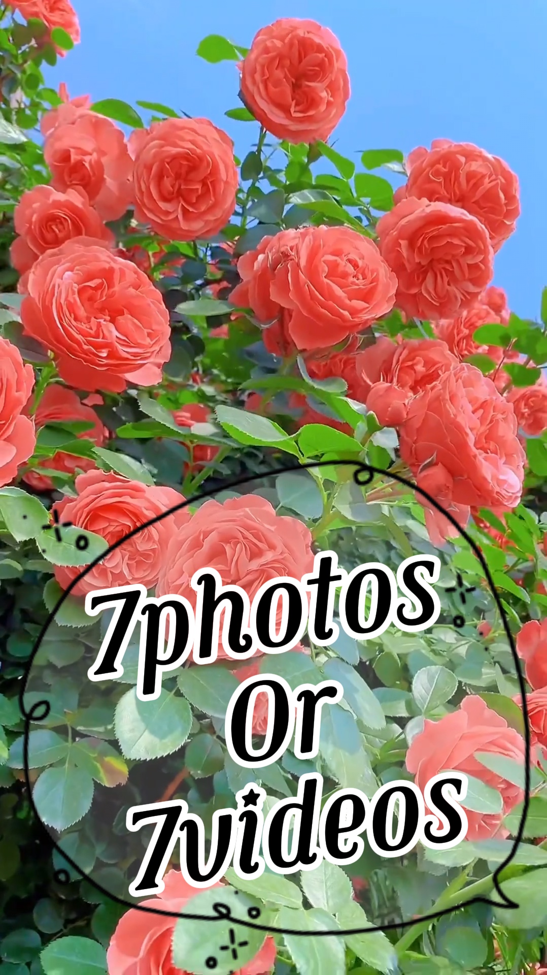 7photos/videos